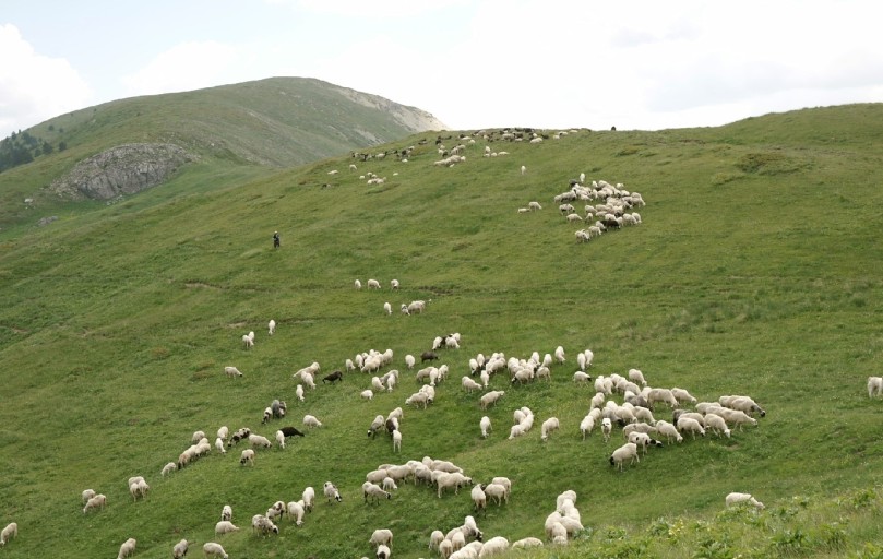 πρόβατα.jpg